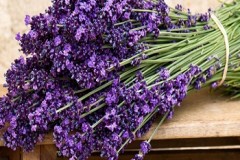 hoa-lavender