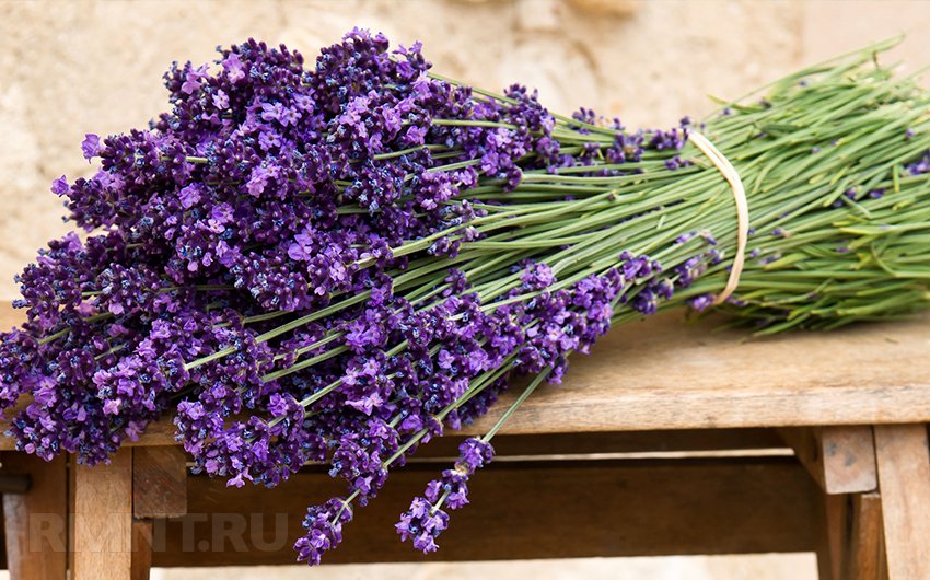 TOP 100 Hình nền hoa đẹp cho điện thoại 2020 71  Nature iphone  wallpaper Lavender Growing lavender