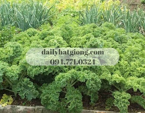 Cây cải xanh Kale đang thu hoạch