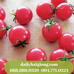 cà chua cherry hồng