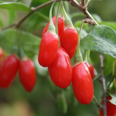 Hạt giống Câu kỷ tử - Goji Berry Wolfberry